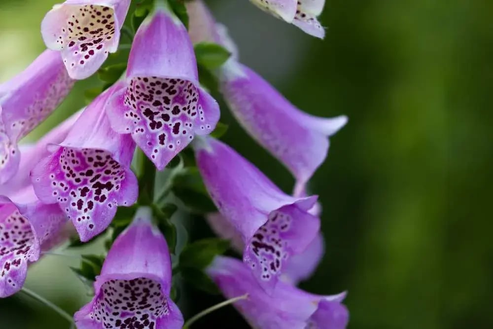 Foxgloves
